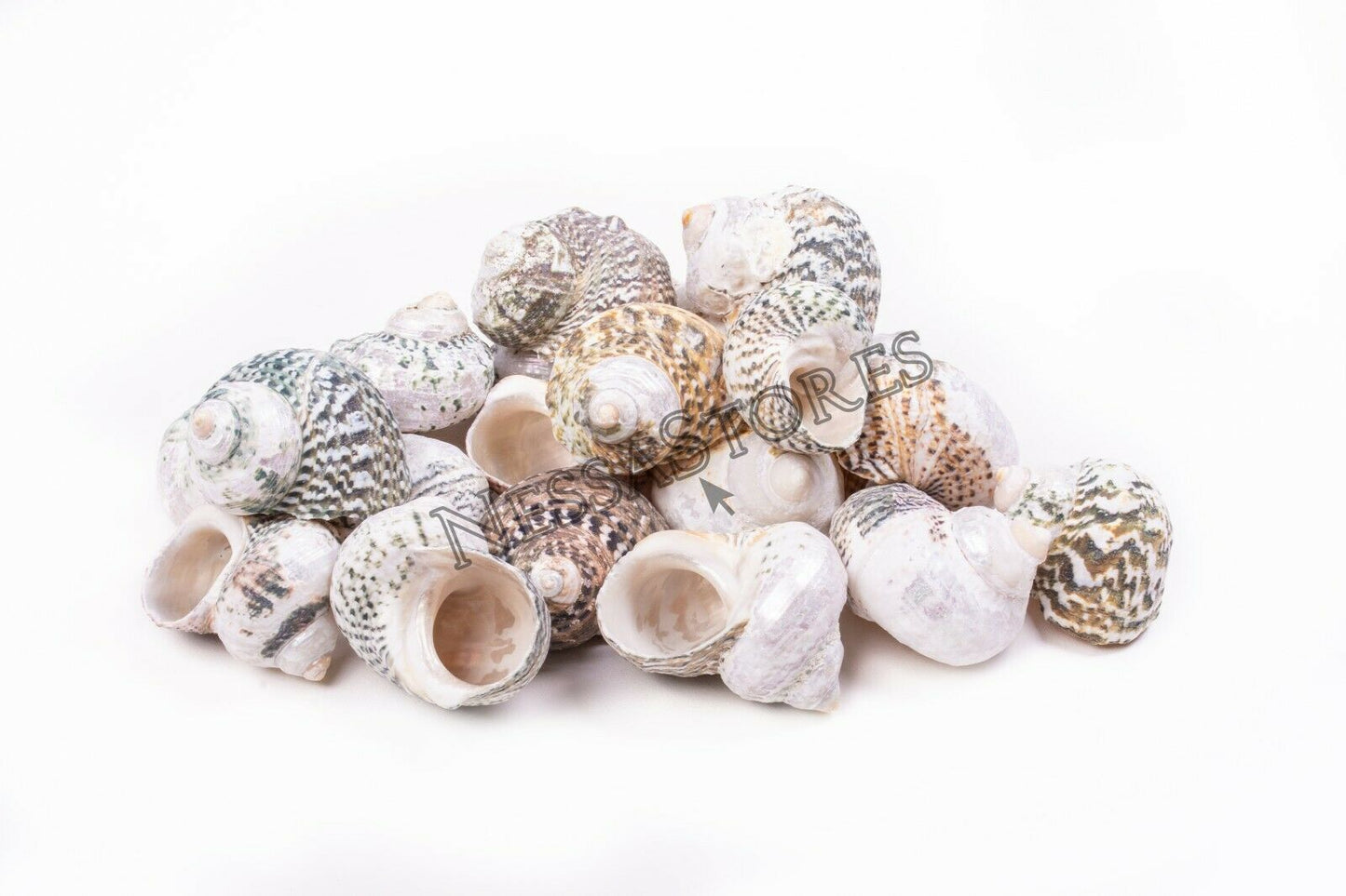 Mexican Turbo Sea Shell Beach Craft Hermit Crab 1 1/2" - 2 1/2" (40 PCS ) #JC-034