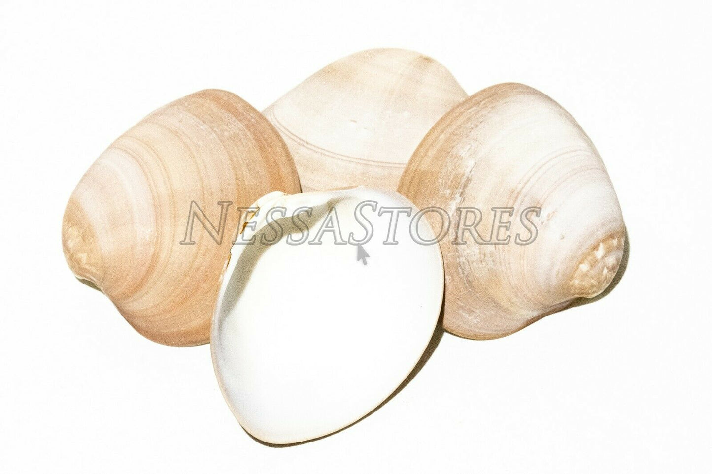 Brown Clam Sea Shell Beach Craft Scallop 3" - 4" (4 PCS ) #JC-76