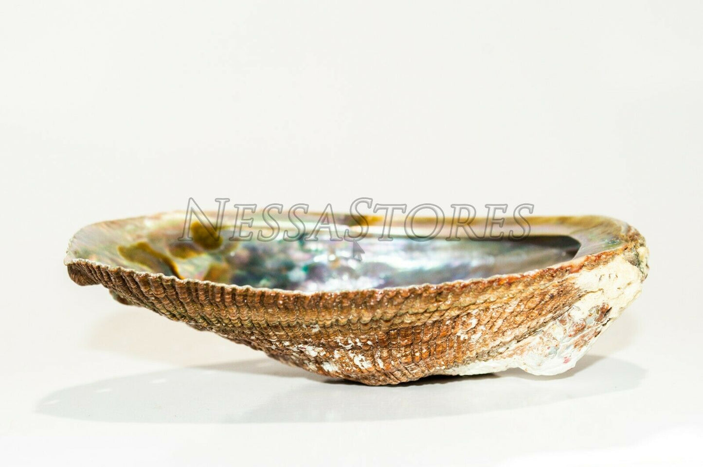 White Sage 4" & Abalone Shell 4" - 5" (1 Kit)