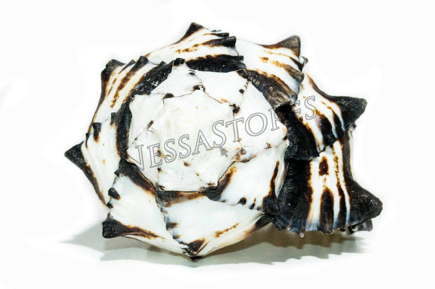 Black Murex Phyllonotus erythrostomu Hermit Crab Sea Shell 5" - 6" (1 pc) #JC-35