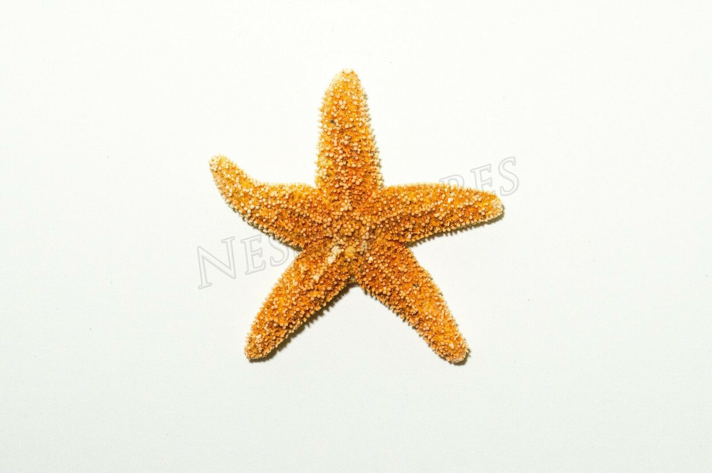 Sugar StarFish Sea Shell Wedding Real Craft 1 - 2" (3 pcs) #JC-55