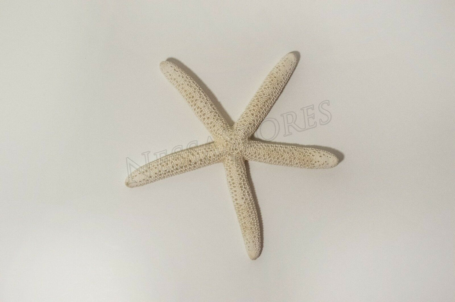 White Finger Starfish Sea Shell Bleached Finger 6" - 7" ( 1 pc ) #JC-051