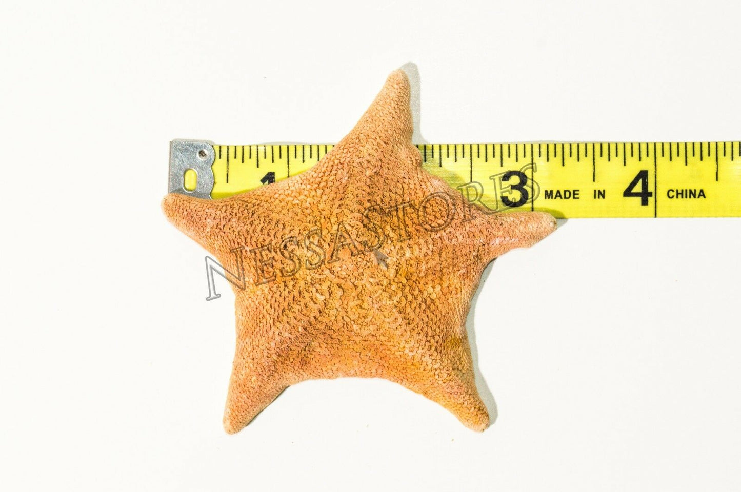 Bat Starfish Sea Shell Beach Wedding Real Craft 3" - 4" (100 pcs) #JC-53