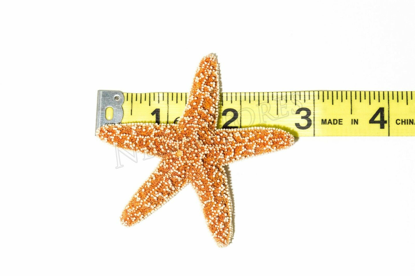 Sugar StarFish Sea Shell Wedding Real Craft 2" - 3" (5 pcs) #JC-56