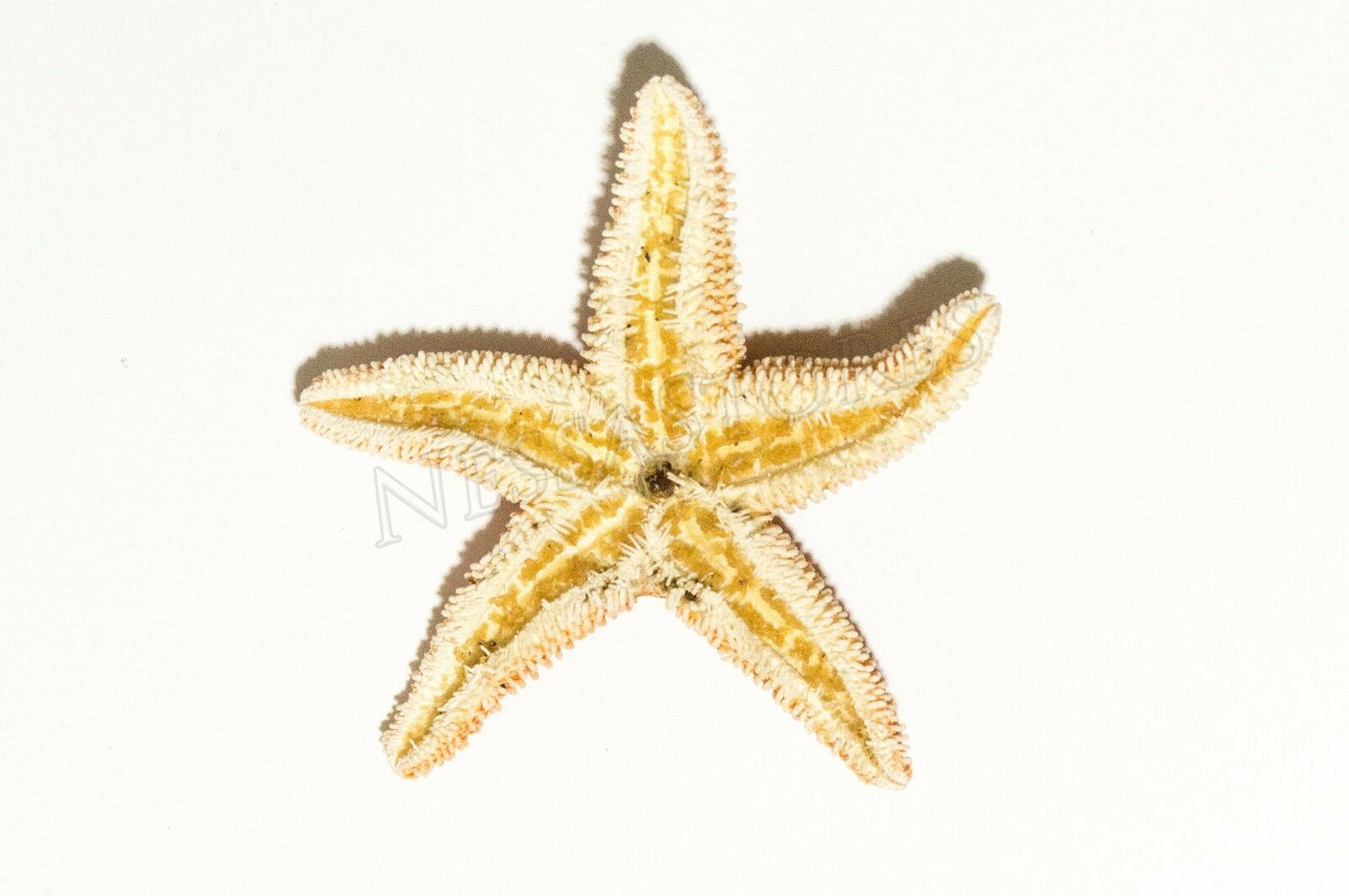 Sugar StarFish Sea Shell Wedding Real Craft 1 - 2" (3 pcs) #JC-55