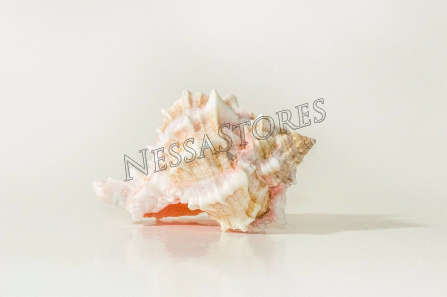 Pink Murex Phyllonotus erythrostomu Hermit Crab Sea Shell 3"- 3.5"(12 pcs)#JC-40