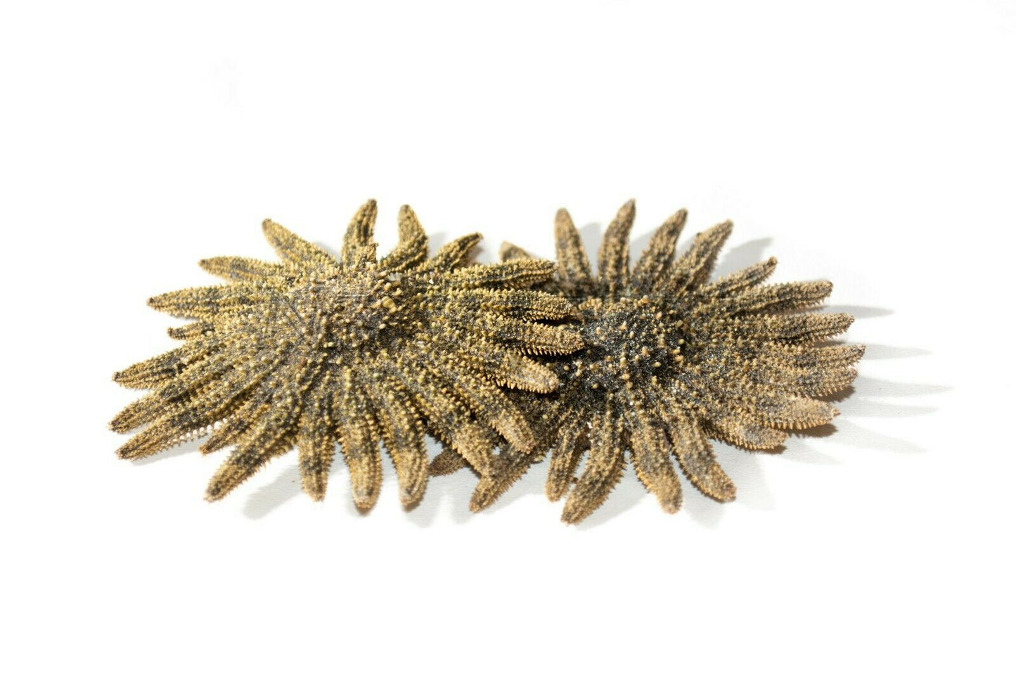Multileg Sunflower Starfish Sea Shell Wedding Real Beach Craft 2-3"(2 pcs)#JC-52