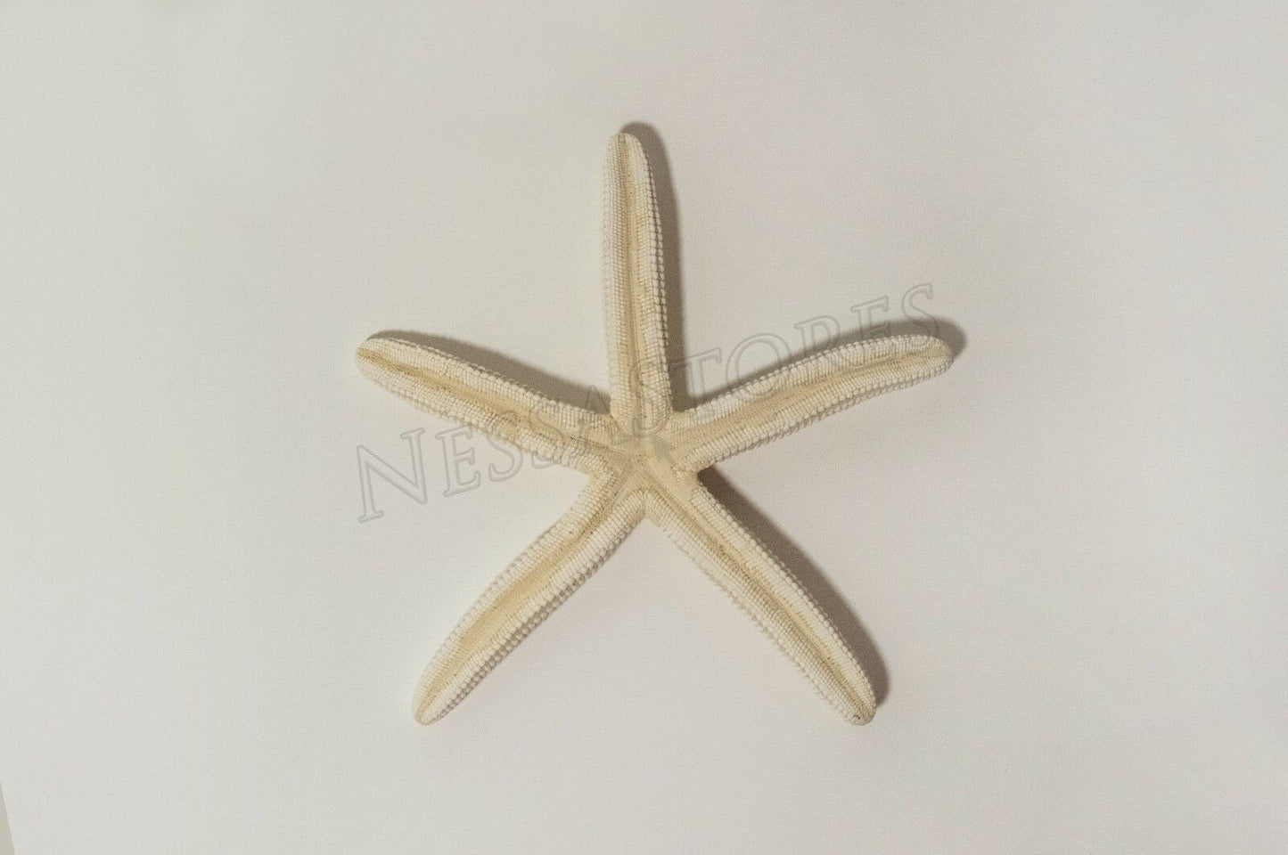 White Finger Starfish Sea Shell Bleached Finger 6" - 7" ( 1 pc )