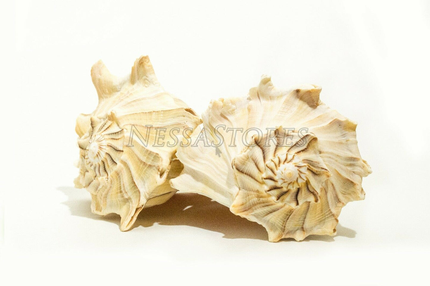 Natural Left Hand Whelk Sea Shell Beach Home Decor 7" - 8" (2 pcs) #JC-096