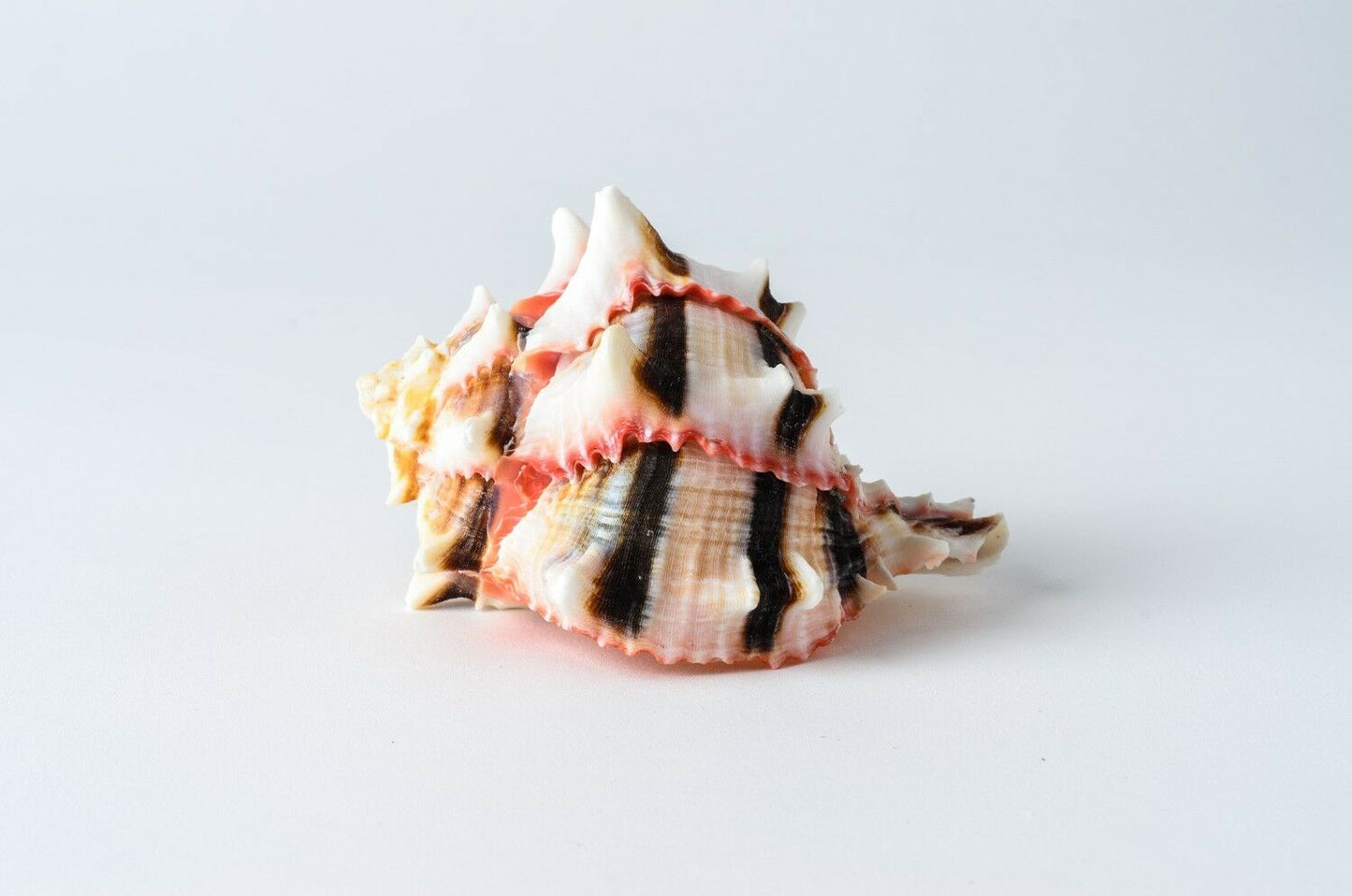 Brassica Murex Phyllonotus erythrostomu Hermit Crab Sea Shell 3"-4"(2 pcs)#JC-36