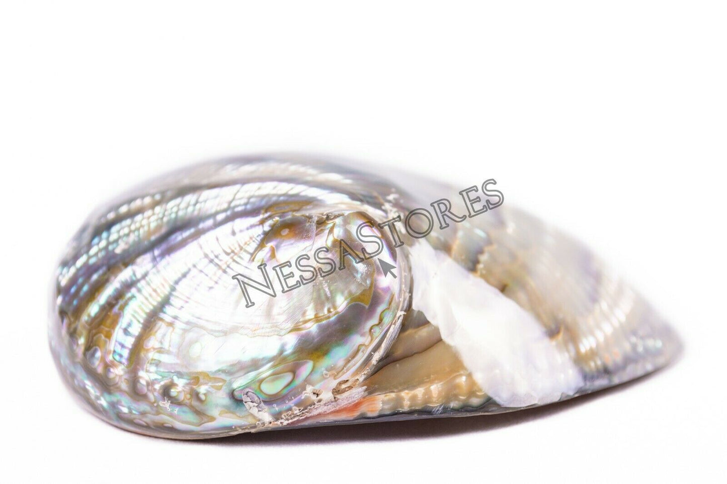 Green Abalone Sea Shell BOTH Side Polished Beach Craft 5" - 6" (1 pc) #JC-083