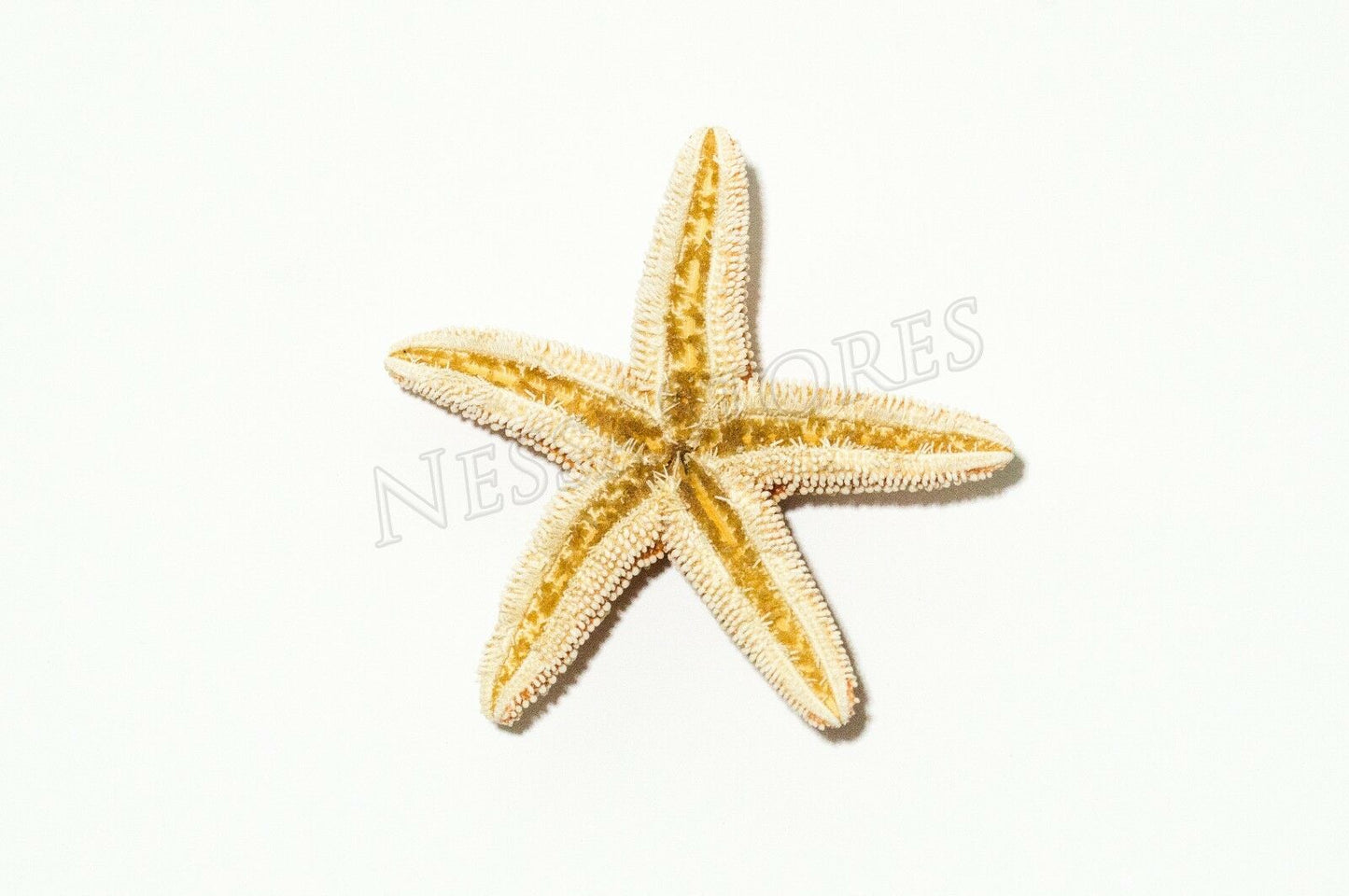 Sugar StarFish Sea Shell Wedding Real Craft 2" - 3" (12 pcs) #JC-56