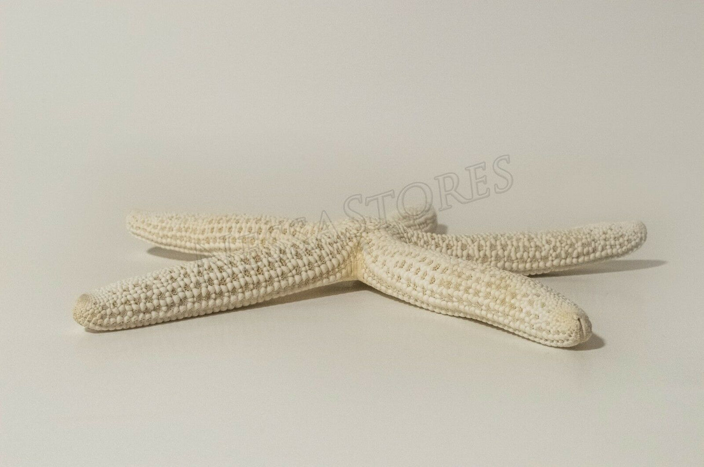 White Finger Starfish Sea Shell Bleached Finger 6" - 7" ( 1 pc )