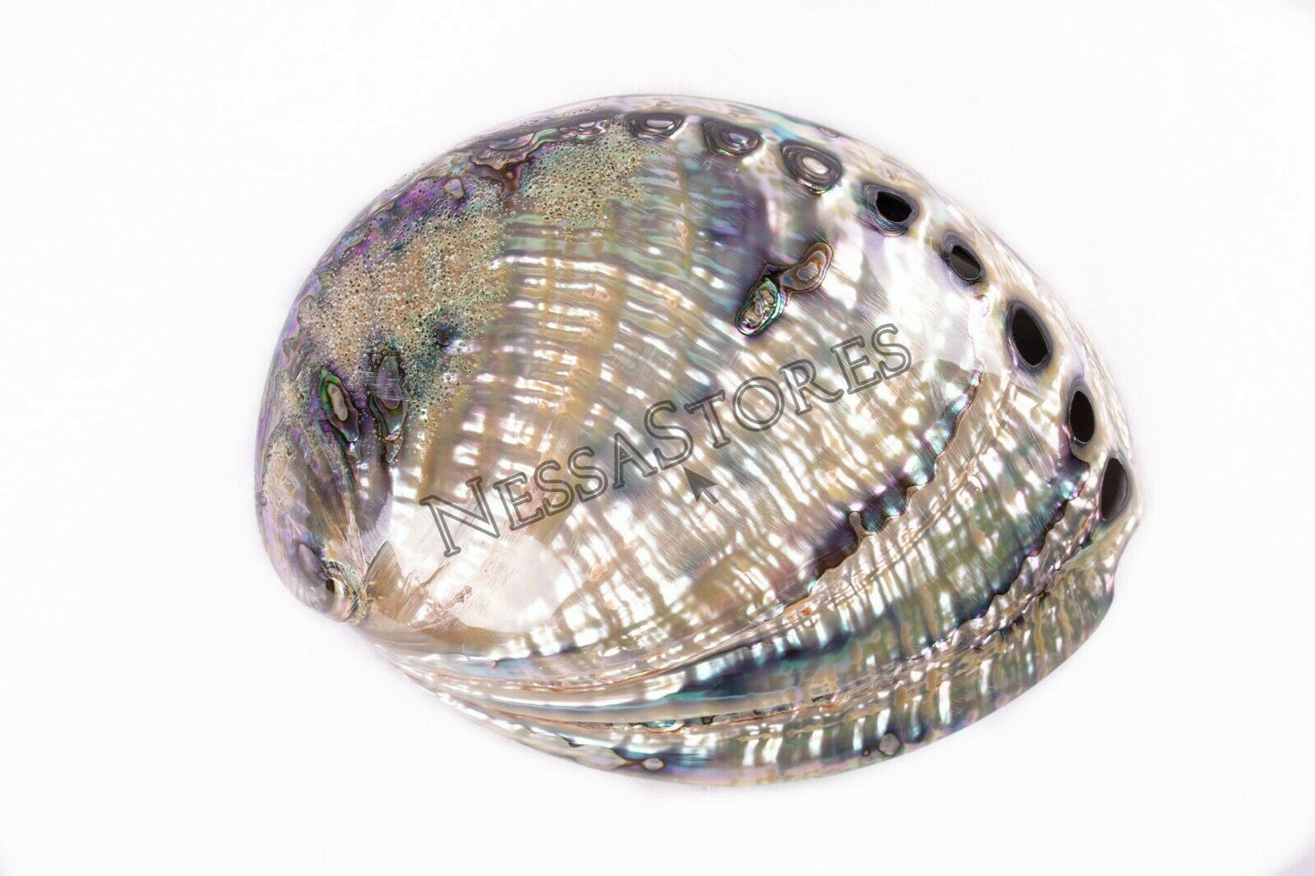 Green Abalone Sea Shell BOTH Side Polished Beach Craft 7" - 8" (8 pcs) #JC-143