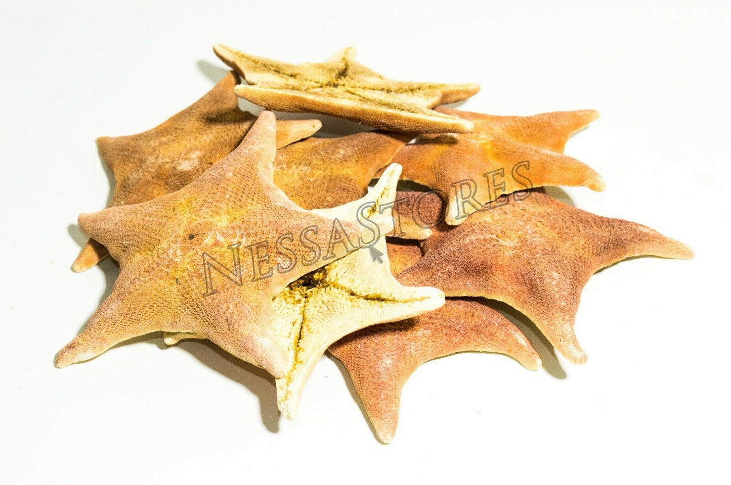 Bat Starfish Sea Shell Beach Wedding Real Craft 4" - 5" ( 8 pcs) #JC-54