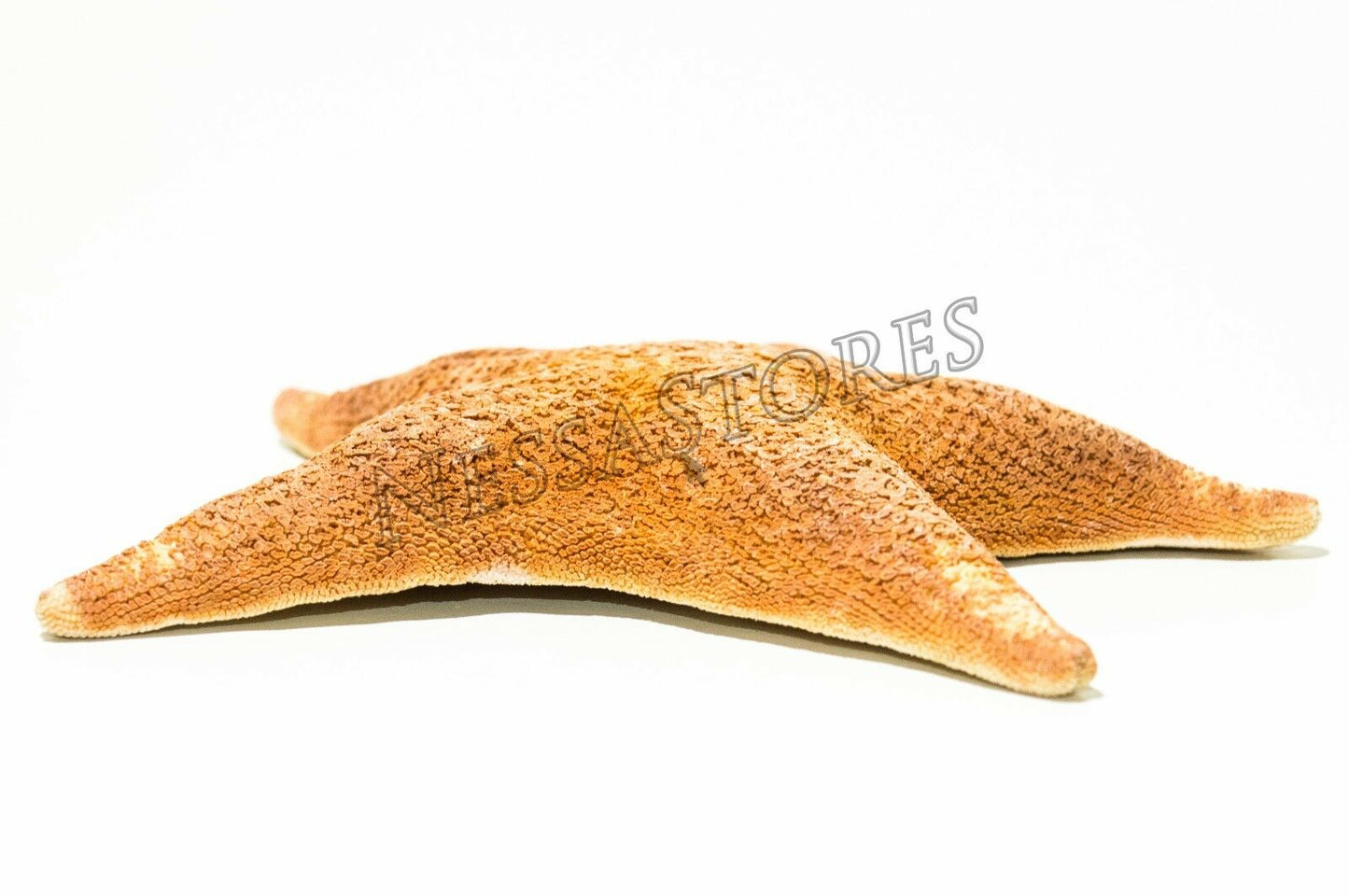 Bat Starfish Sea Shell Beach Wedding Real Craft 4" - 5" ( 8 pcs) #JC-54