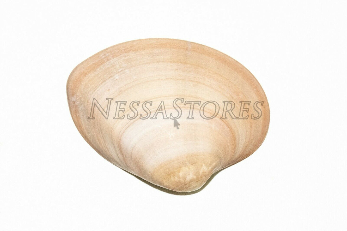 Brown Clam Sea Shell Beach Craft Scallop 3" - 4" (4 PCS ) #JC-76