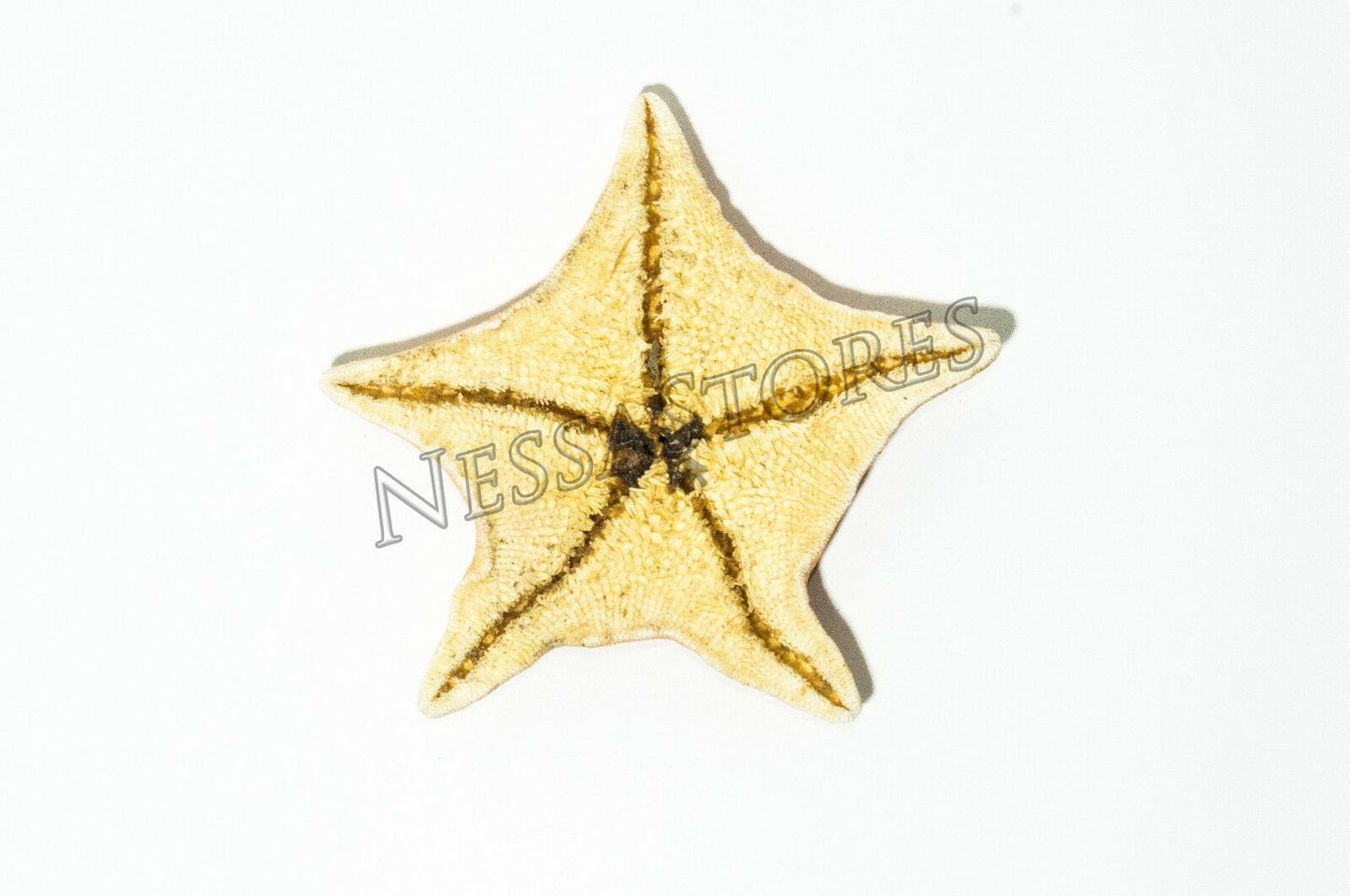 Bat Starfish Sea Shell Beach Wedding Real Craft 3" - 4" (100 pcs) #JC-53