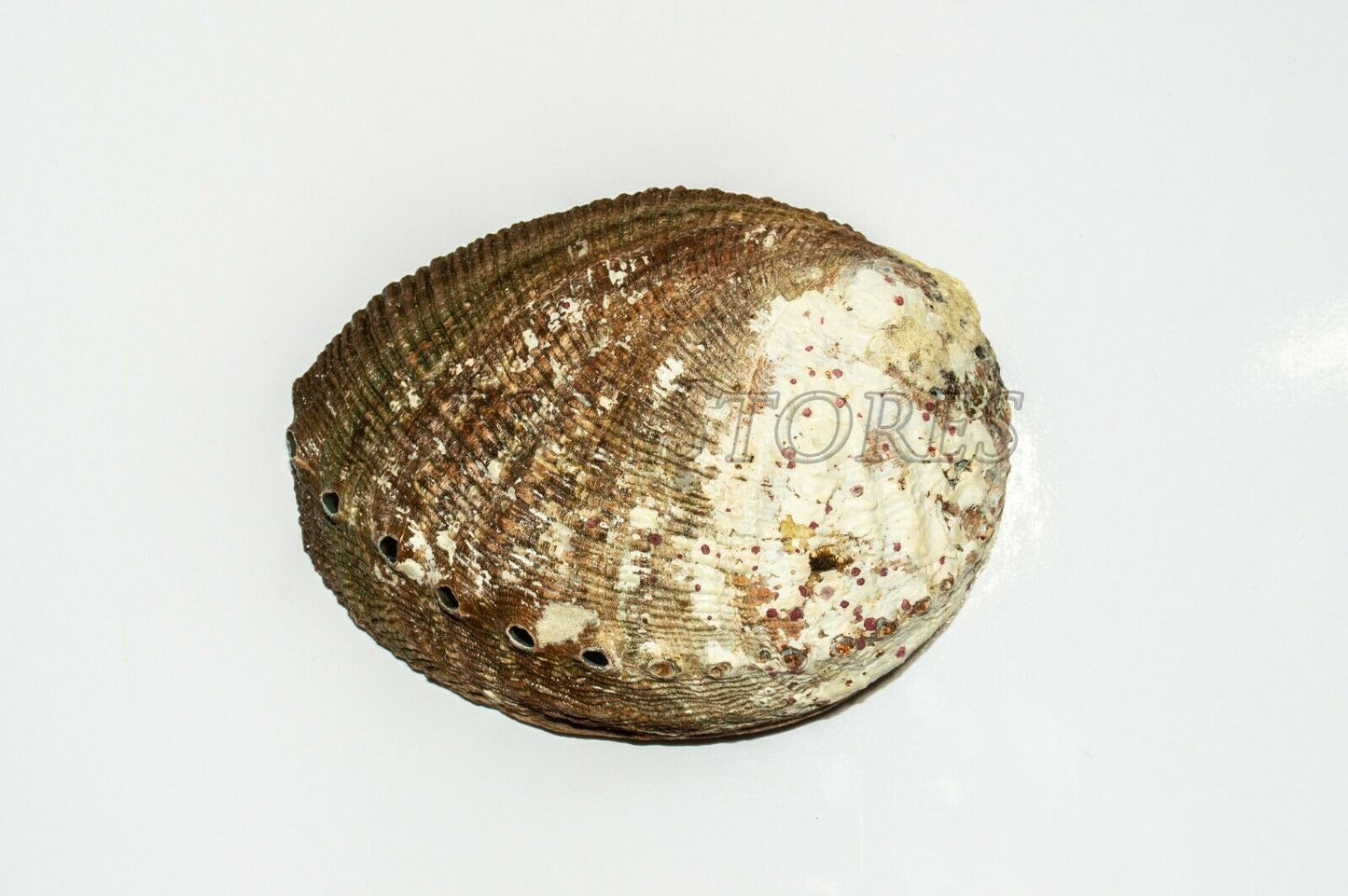 California White Sage 3" - 4" + Wood Stand 4" & Abalone Shell 4" - 5" (1 Kit)