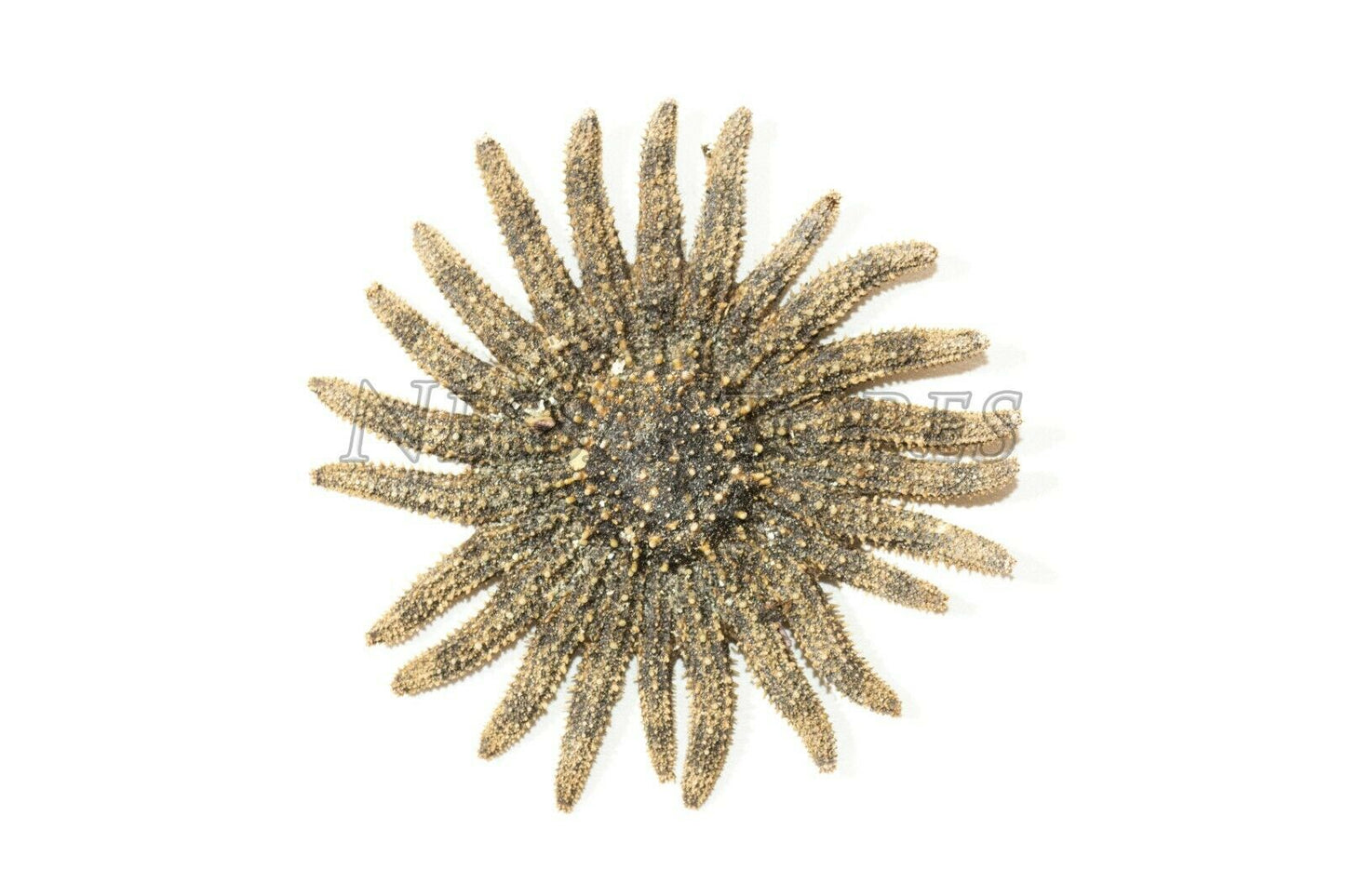 Multileg Sunflower Starfish Sea Shell Wedding Real Beach Craft 2-3"(2 pcs)#JC-52