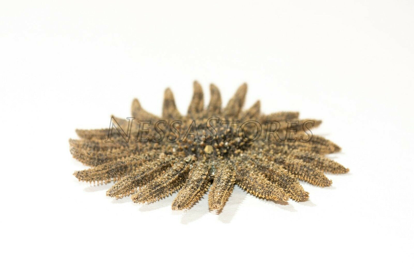 Multileg Sunflower Starfish Sea Shell Wedding Real Beach Craft 2-3"(2 pcs)#JC-52