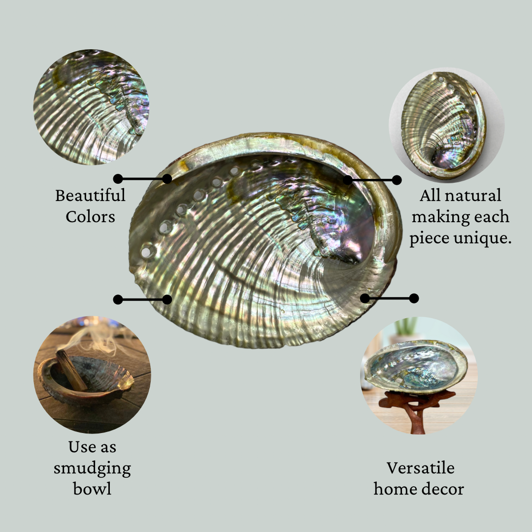 4 Abalone Shells 4 to 5 Inches | Beautiful All Natural Smudge Bowl - Perfect for Smudge Sticks, Incense Sticks and a Sage Smudge Kit. #JC-016