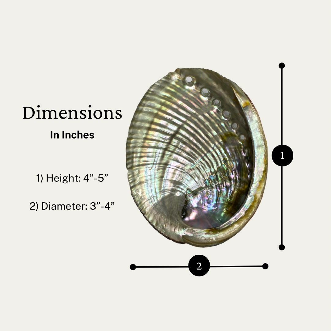 4 Abalone Shells 4 to 5 Inches | Beautiful All Natural Smudge Bowl - Perfect for Smudge Sticks, Incense Sticks and a Sage Smudge Kit. #JC-016