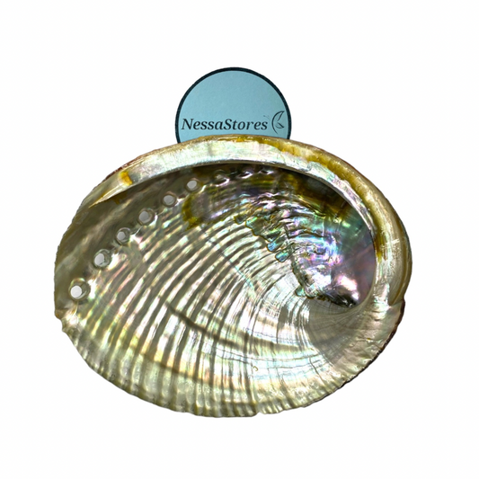 1 Abalone Shell 4 to 5 Inches | Beautiful All Natural Smudge Bowl - Perfect for Smudge Sticks, Incense Sticks and a Sage Smudge Kit. #JC-016