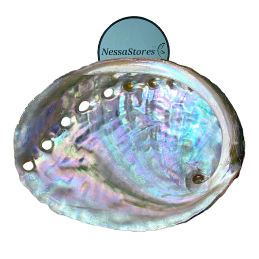 NessaStores 6 Abalone Shells 2.5 to 3.5 Inches | Beautiful All Natural Smudge Bowl - Perfect for Smudge Sticks, Incense Sticks and a Sage Smudge Kit. #JC-020