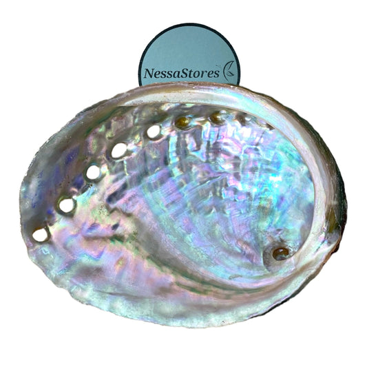 NessaStores 3 Abalone Shells 2.5 to 3.5 Inches | Beautiful All Natural Smudge Bowl - Perfect for Smudge Sticks, Incense Sticks and a Sage Smudge Kit. #JC-020