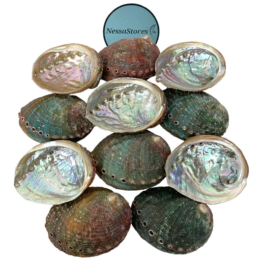 NessaStores 12 Abalone Shells 2.5 to 3.5 Inches | Beautiful All Natural Smudge Bowl - Perfect for Smudge Sticks, Incense Sticks and a Sage Smudge Kit. #JC-020