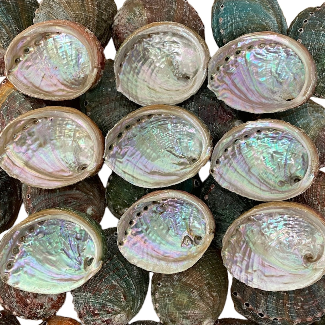 NessaStores 50 Abalone Shells 2.5 to 3.5 Inches | Beautiful All Natural Smudge Bowl - Perfect for Smudge Sticks, Incense Sticks and a Sage Smudge Kit. #JC-020
