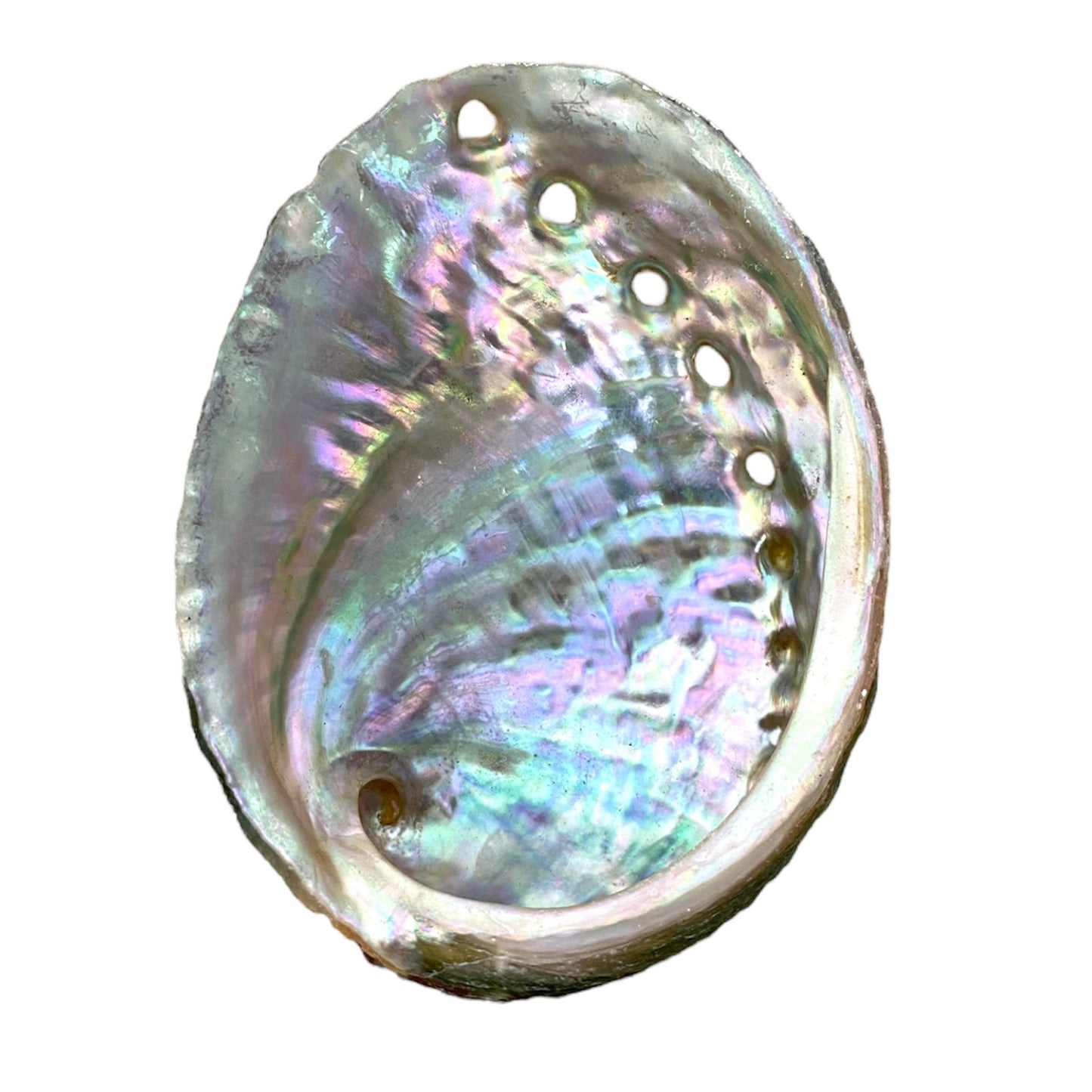 NessaStores 3 Abalone Shells 2.5 to 3.5 Inches | Beautiful All Natural Smudge Bowl - Perfect for Smudge Sticks, Incense Sticks and a Sage Smudge Kit. #JC-020