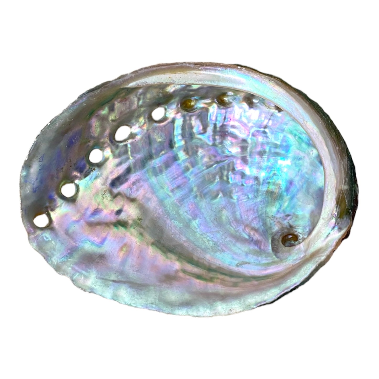 NessaStores 20 Abalone Shells 2.5 to 3.5 Inches | Beautiful All Natural Smudge Bowl - Perfect for Smudge Sticks, Incense Sticks and a Sage Smudge Kit. #JC-020