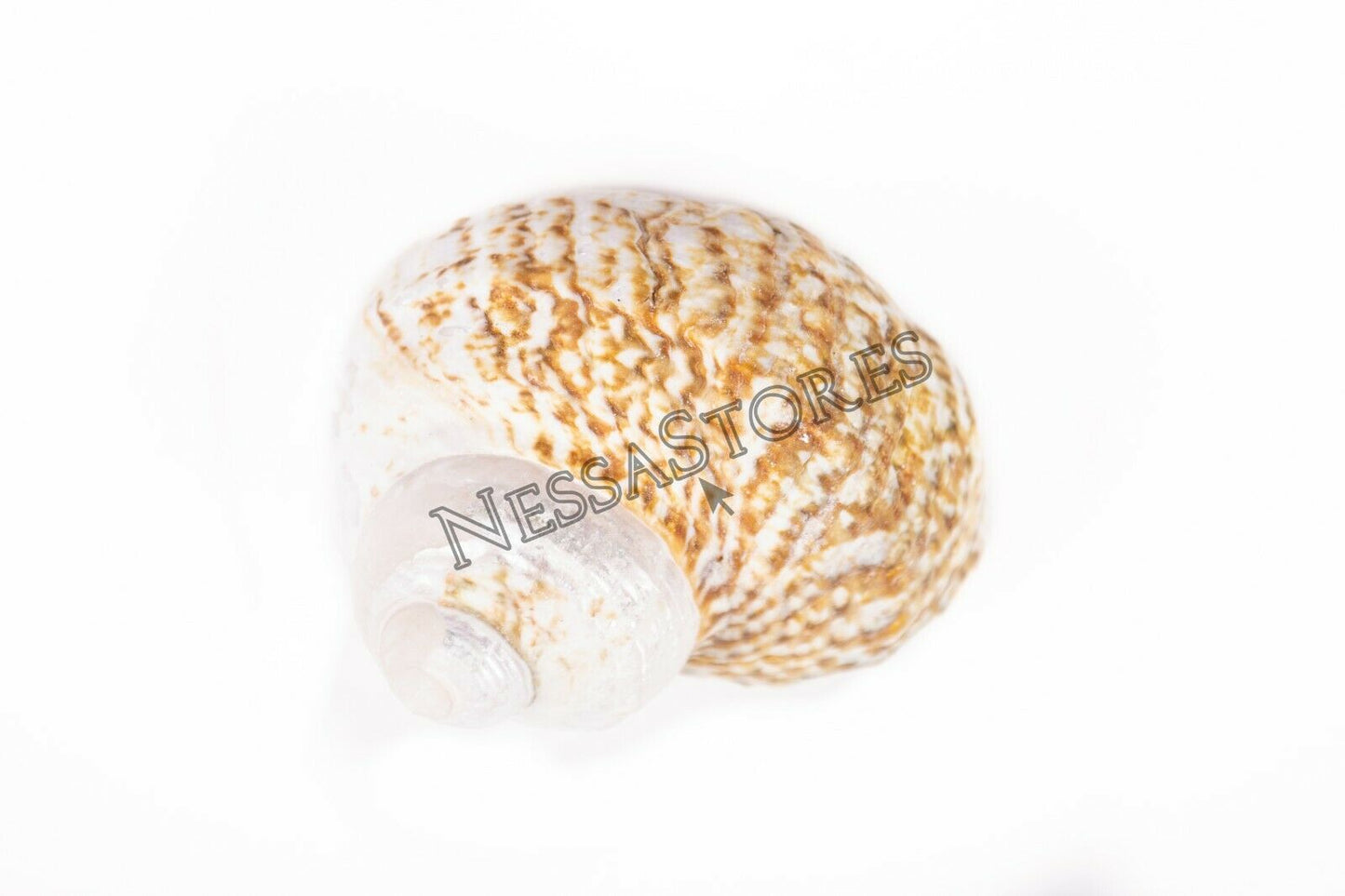 Mexican Turbo Sea Shell Beach Craft Hermit Crab 1 1/2" - 2 1/2" (20 PCS ) #JC-34