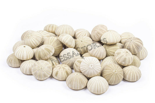 Green Sea Urchins Seashells Beach Wedding Nautical Craft 1"- 2"(24 pcs)#JC-29