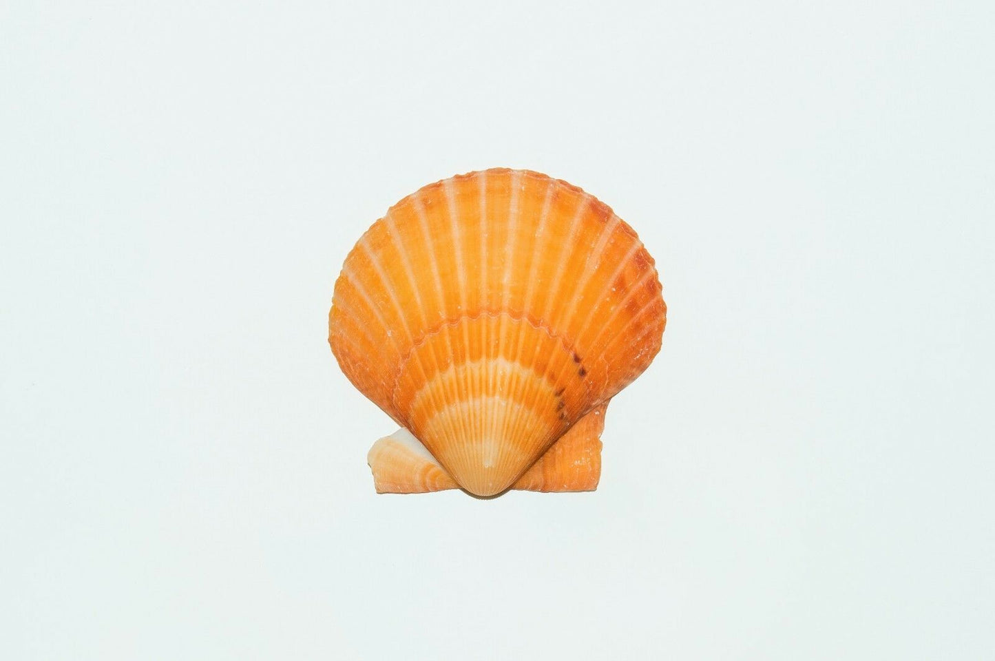 Orange Pecten Sea Shell Beach Craft Scallop 2" - 3" (4 PCS ) #JC-31