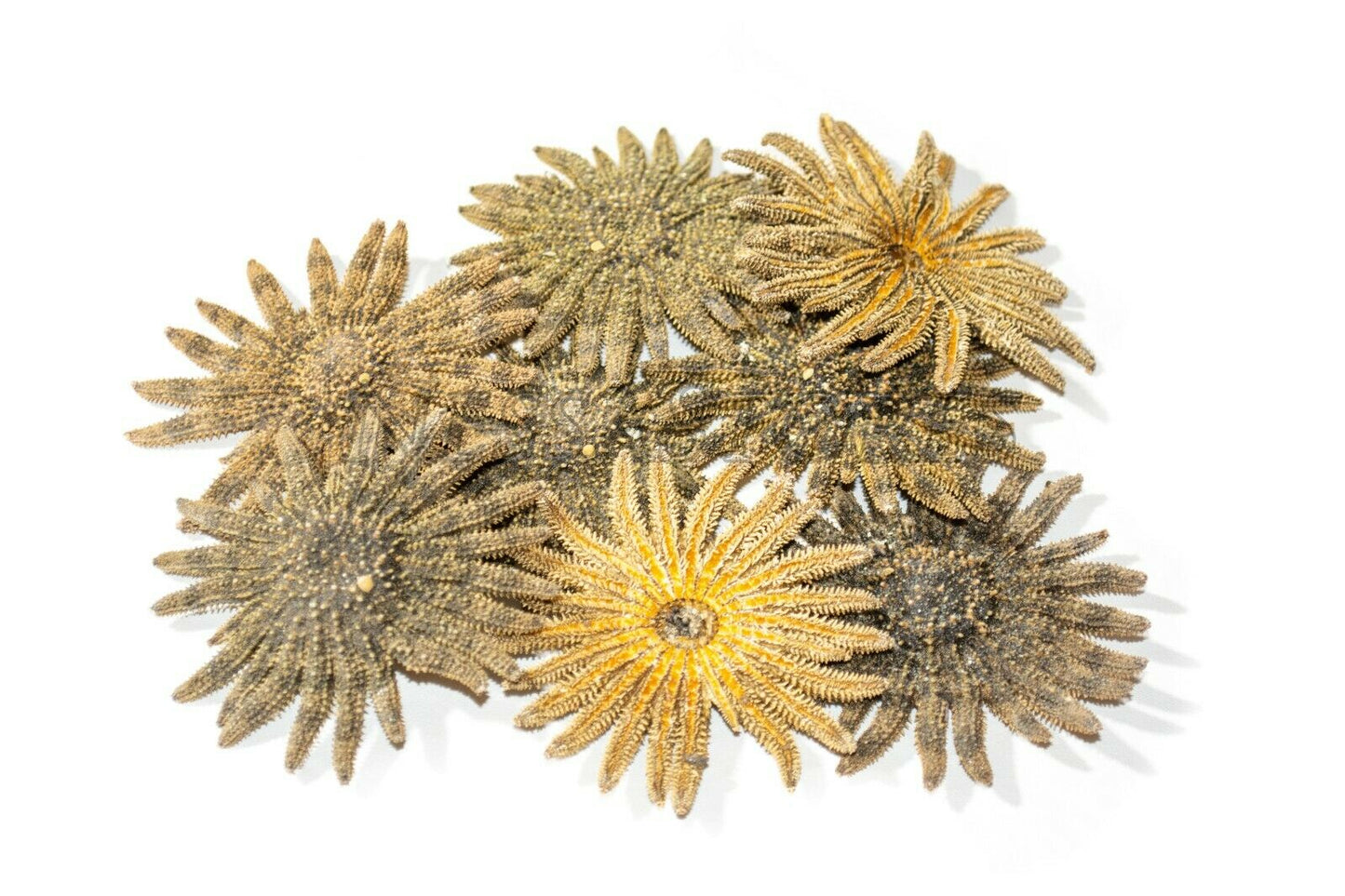 Multileg Sunflower Starfish Sea Shell Wedding Real Beach Craft 2-3"(8 pcs)#JC-52