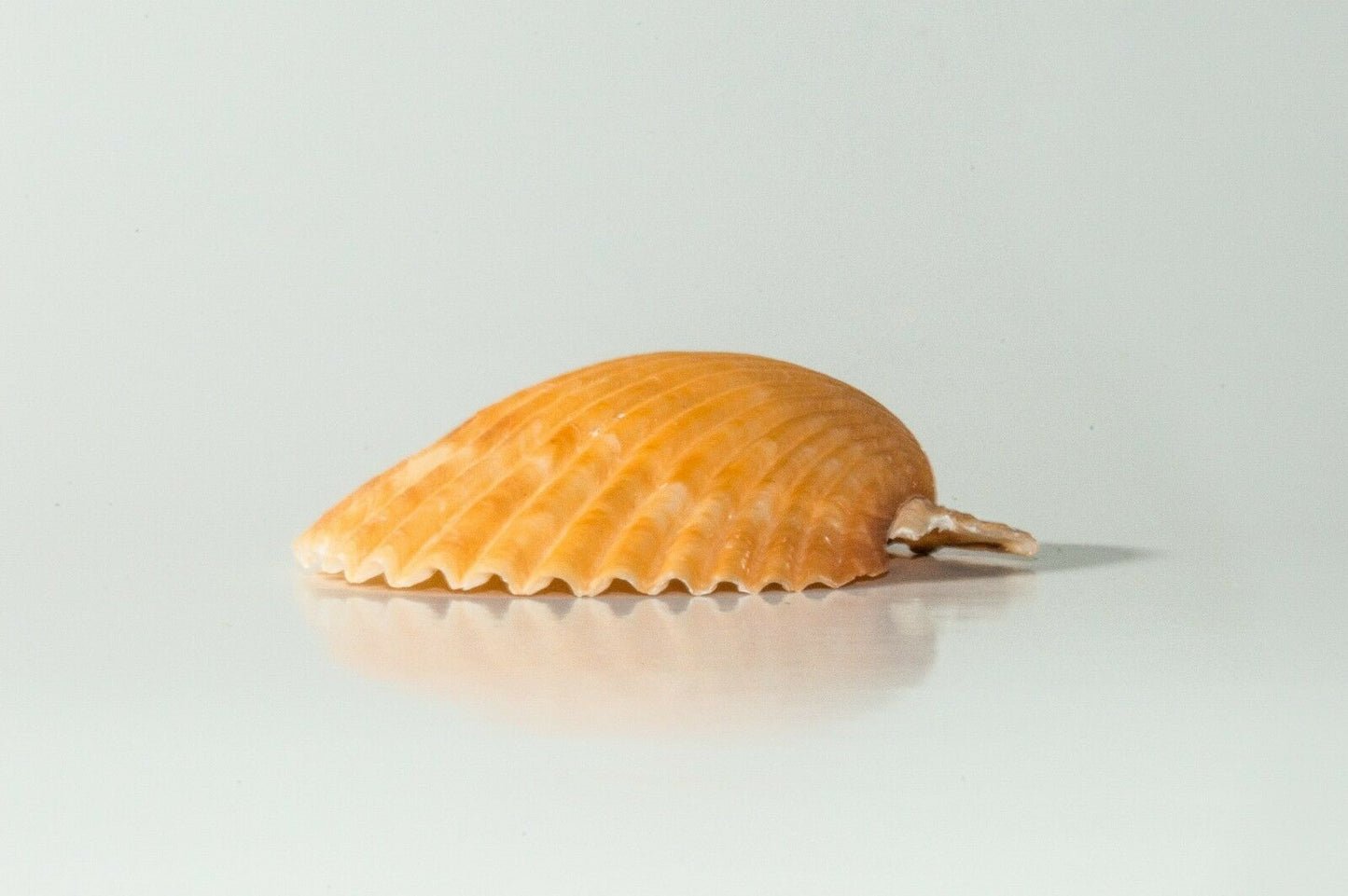 Orange Pecten Sea Shell Beach Craft Scallop 2" - 3" (8 PCS )