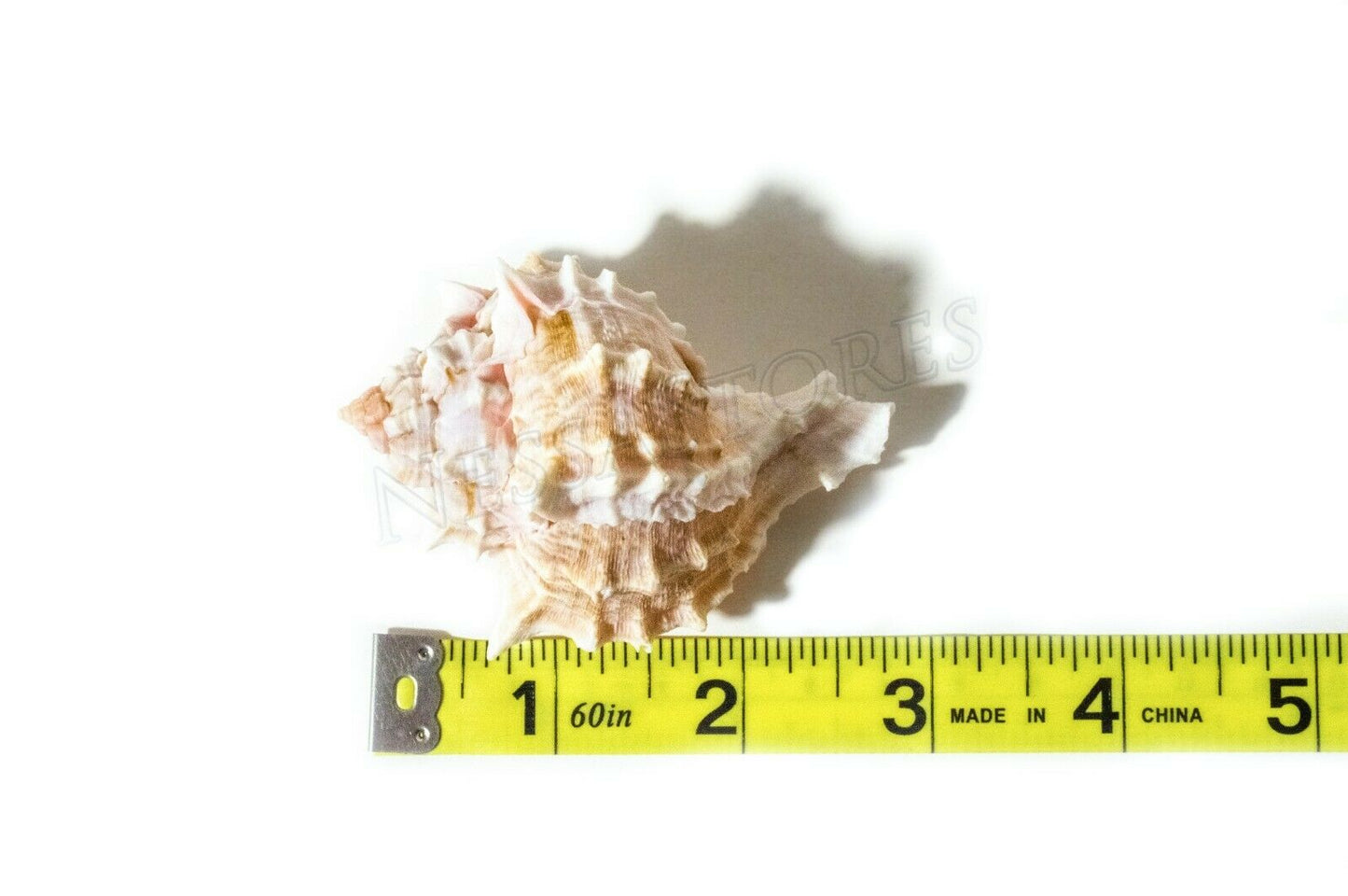 Pink Murex Phyllonotus erythrostomu Hermit Crab Sea Shell 2" - 3" (60 pcs)#JC-39