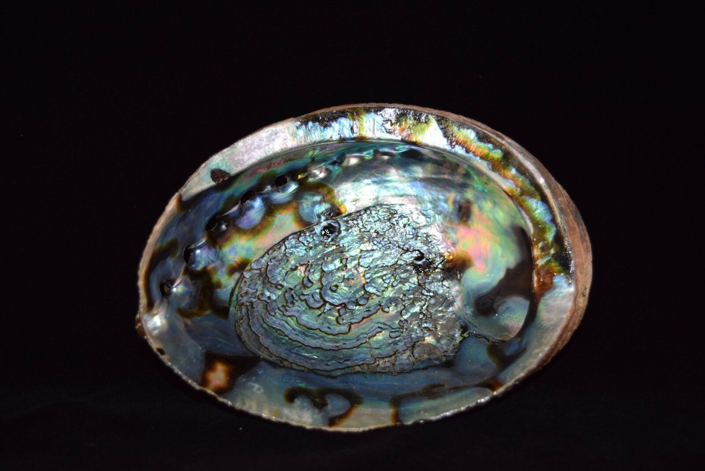 Green Abalone Sea Shell One Side Polished Beach Craft 6" - 7" (10 pcs) #JC-18