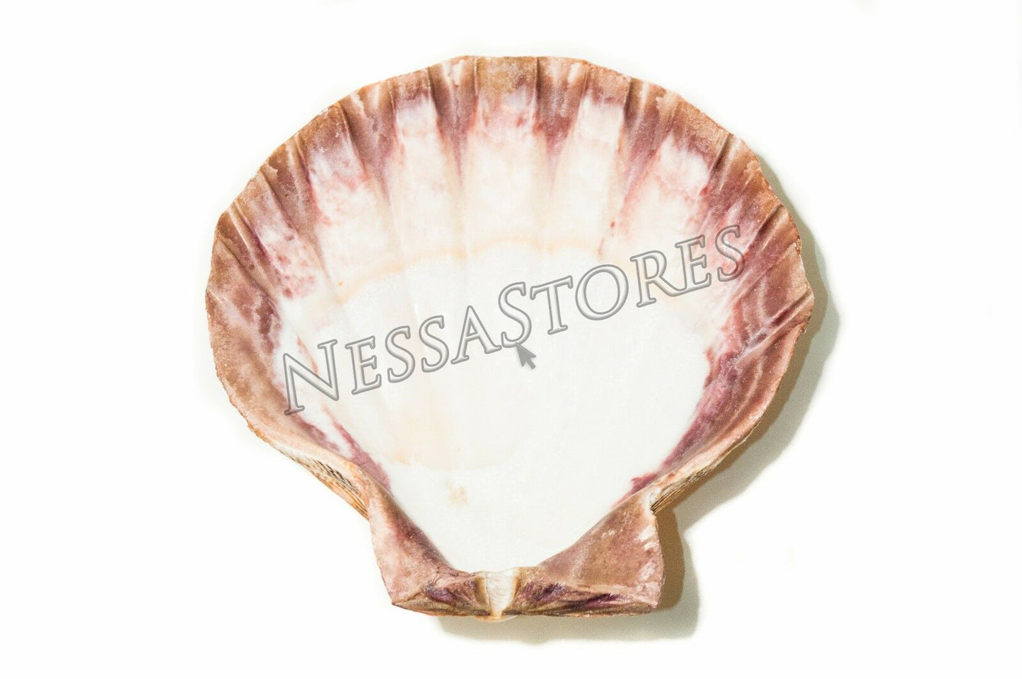 Orange Lion Paw Scallop Nautical Dish Beach Craft Sea Shell 41/2"- 51/2" (4 pc) #JC-027