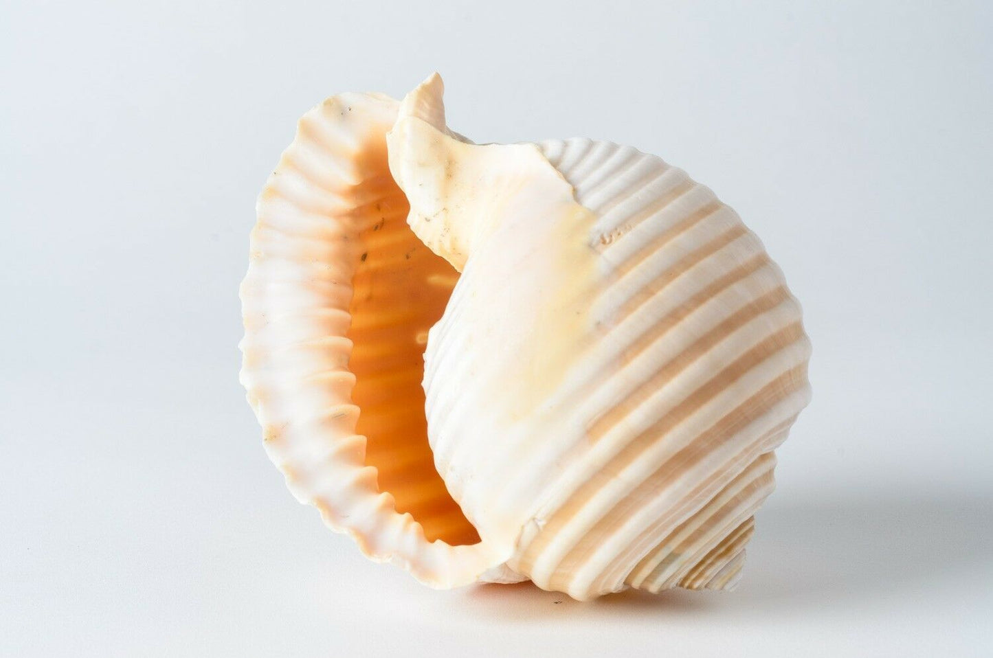 Grinning Tun Tonna Sea Shell Beach Decor 5" - 6" ( 1PC ) #JC-75