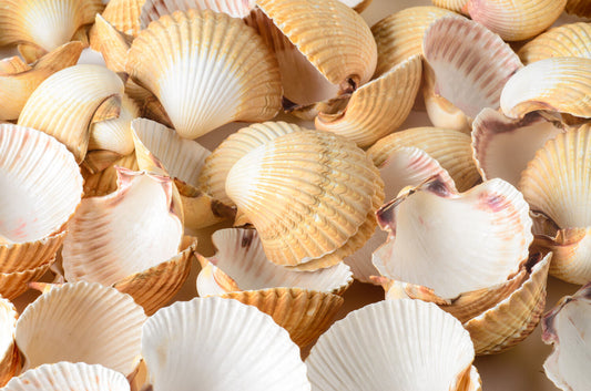 Mexican Deep Sea Shell Beach Craft Scallop 2 1/2" - 3" (25 PCS )