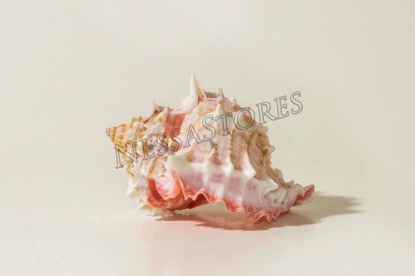 Pink Murex Phyllonotus erythrostomu Hermit Crab Sea Shell 3 1/2" - 4" ( 36 Pcs)