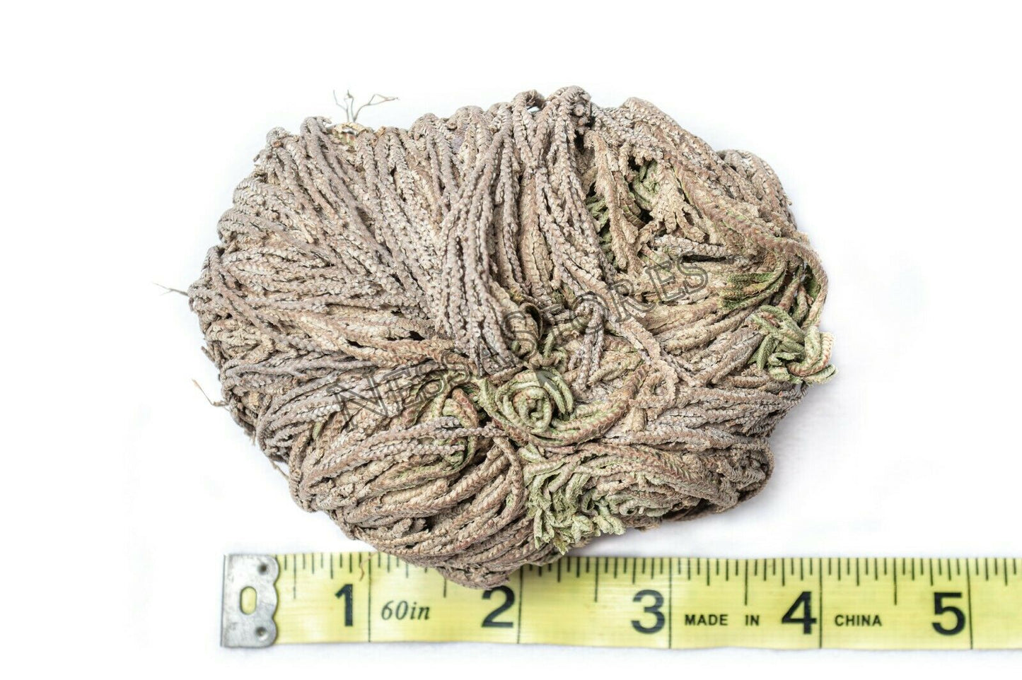 NessaStores Rose Of Jericho 3"-4" Resurrection Plant (16 pcs) #JC-164