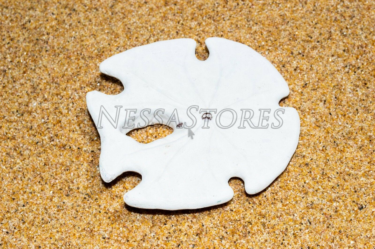 White Real Arrowhead Sand Dollar Sea Shell Craft Weddings 3"- 4"(4 pcs)#JC-59