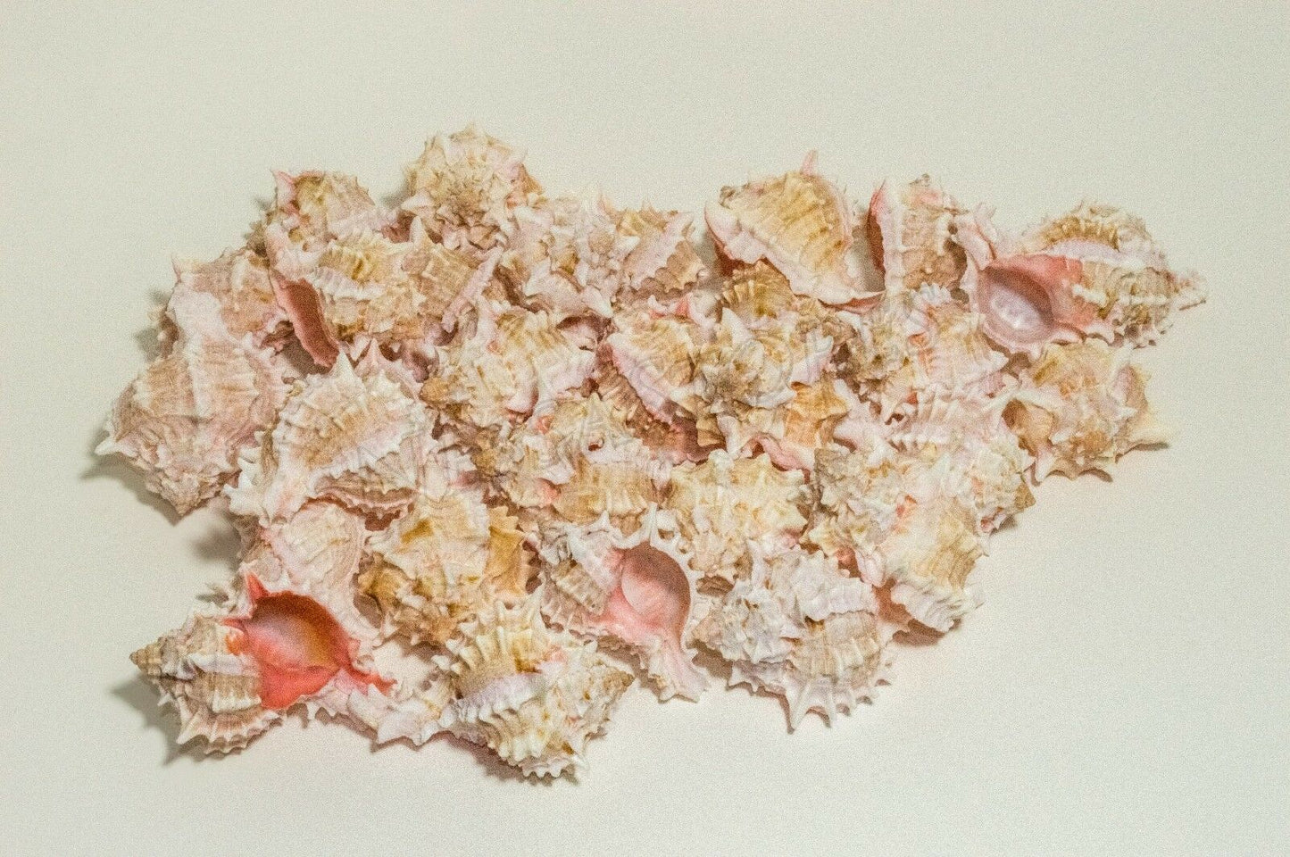 Pink Murex Phyllonotus erythrostomu Hermit Crab Sea Shell 3" - 3 1/2" ( 48 pcs)