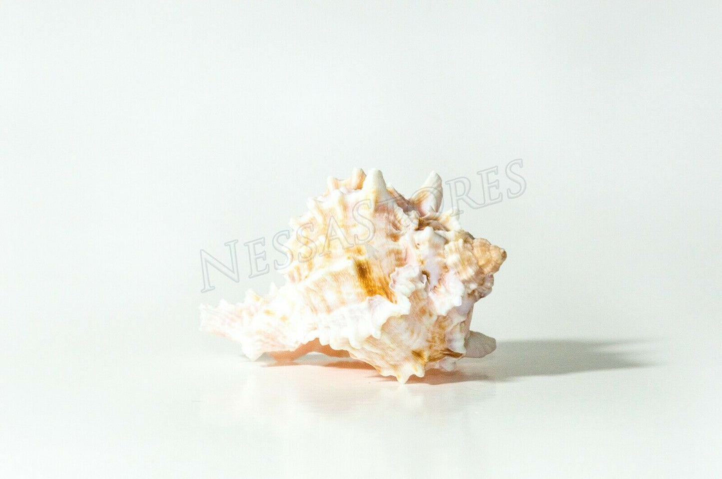 Pink Murex Phyllonotus erythrostomu Hermit Crab Sea Shell 2" - 3" (6 pcs)#JC-39