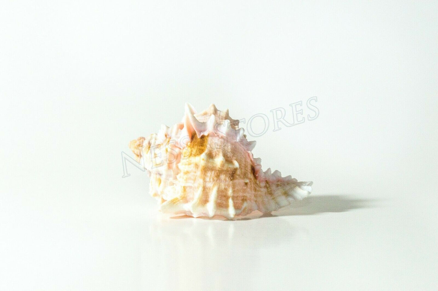 Pink Murex Phyllonotus erythrostomu Hermit Crab Sea Shell 2" - 3" (6 pcs)#JC-39